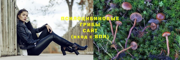 СК Зерноград